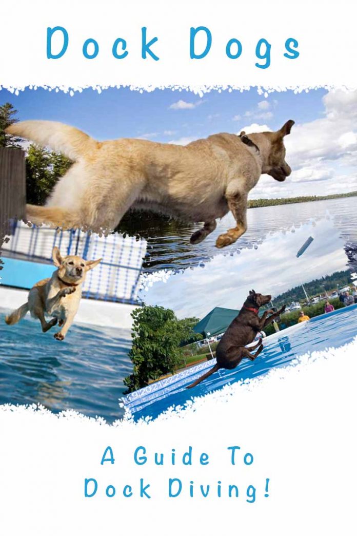 Dock diving A Guide To Dock Diving From The Labrador Site