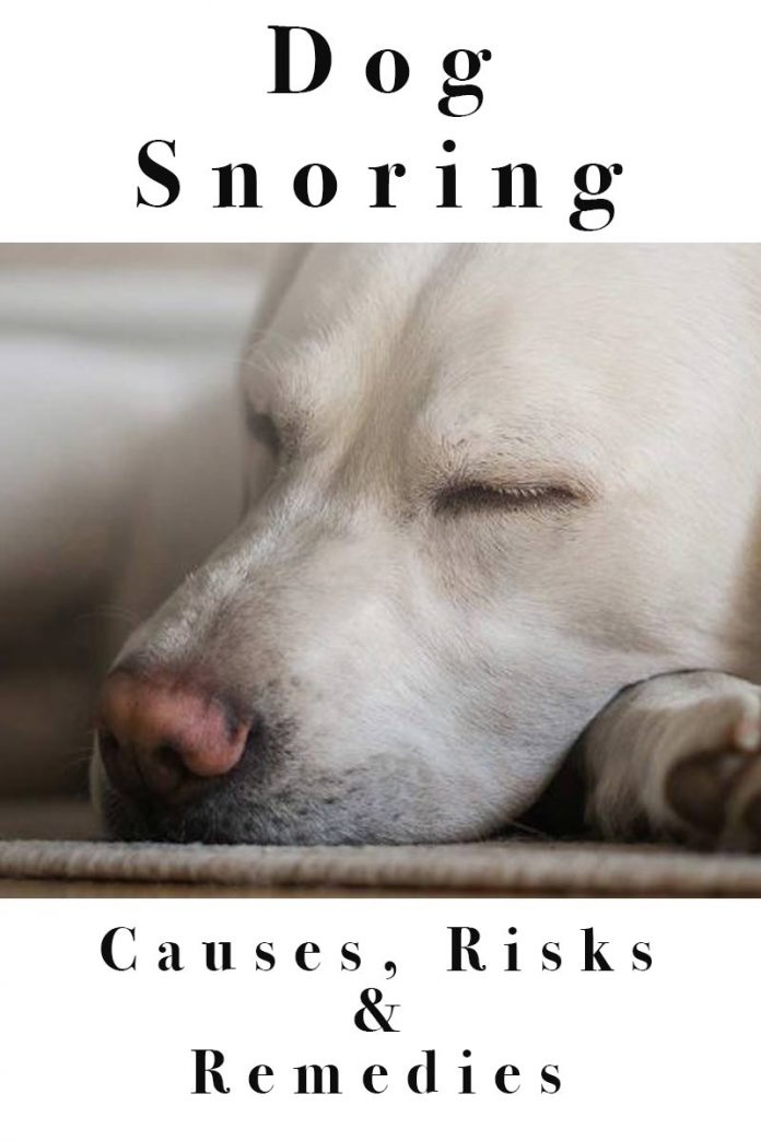 Dog Snoring Why Do Dogs Snore, And Is It Normal?