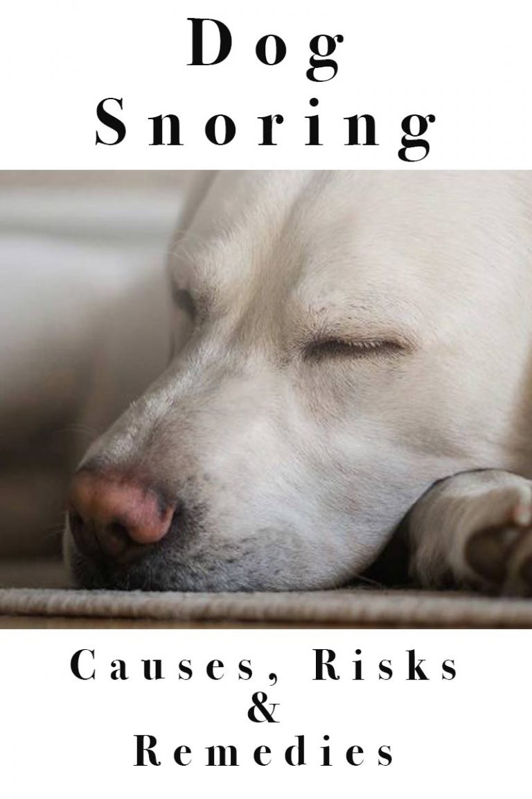 Dog Snoring Why Do Dogs Snore, And Is It Normal?