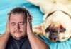 Dog Snoring - Causes, Risks, and Remedies