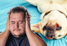 Dog Snoring - Causes, Risks, and Remedies