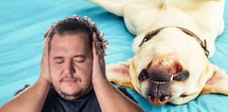 Dog Snoring - Causes, Risks, and Remedies