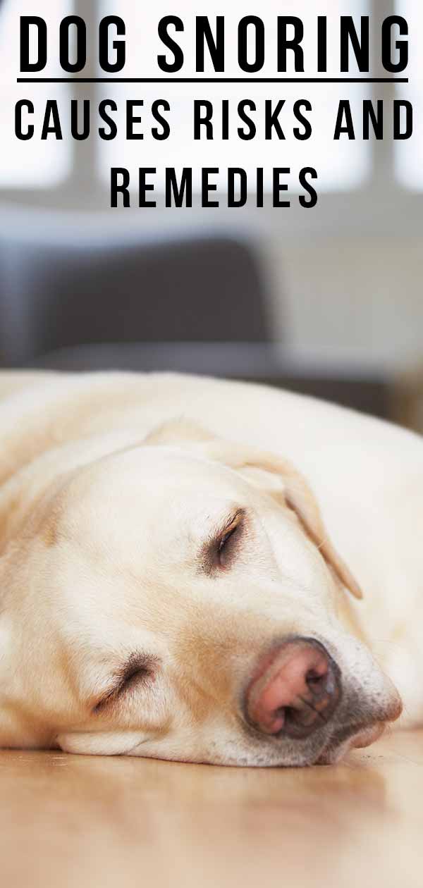 Dog Snoring - Causes, Risks, and Remedies