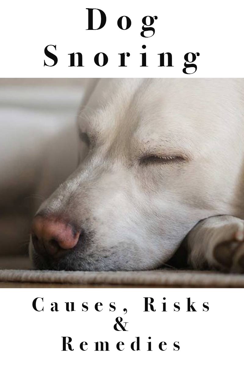 Dog Snoring: Causes, risks and Remedies - Dog Health and Care