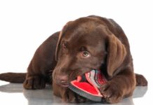 How To Stop A Dog From Chewing LS long