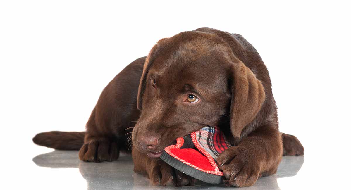 dog chewing shoes