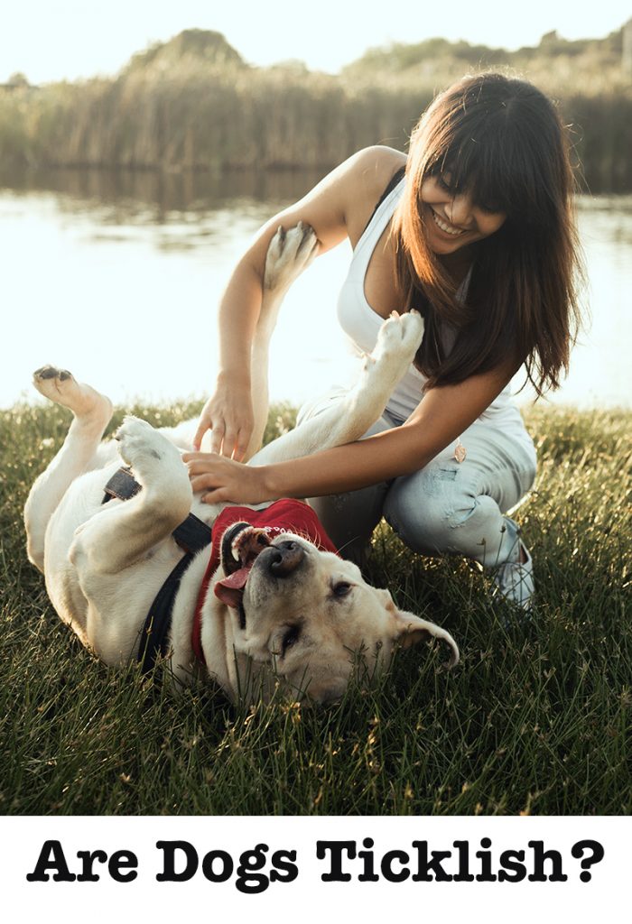 Are Dogs Ticklish? Can You Tickle Your Dog? Do Dogs Like Tickling? Let