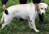 Best Dog Brush For Labs