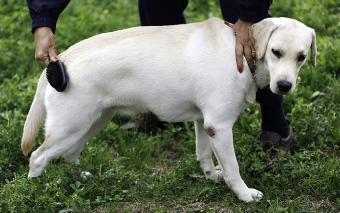 El mejor cepillo para perros para laboratorios