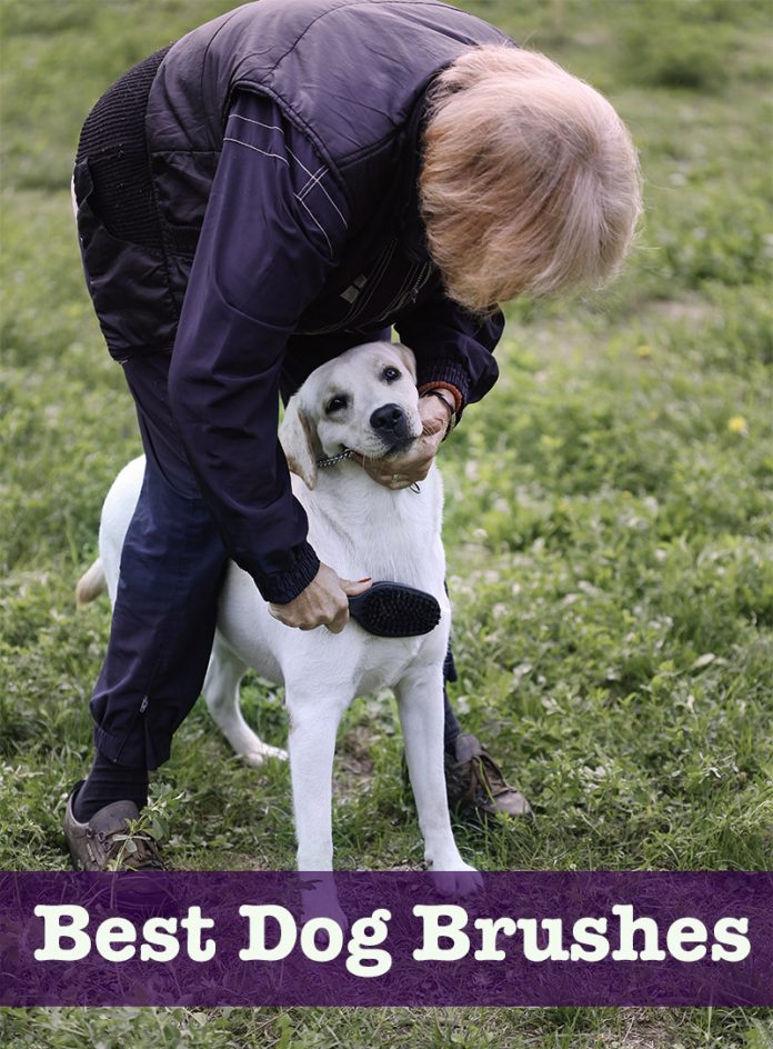 Best Dog Brush For Labradors And Other High Shedding Breeds