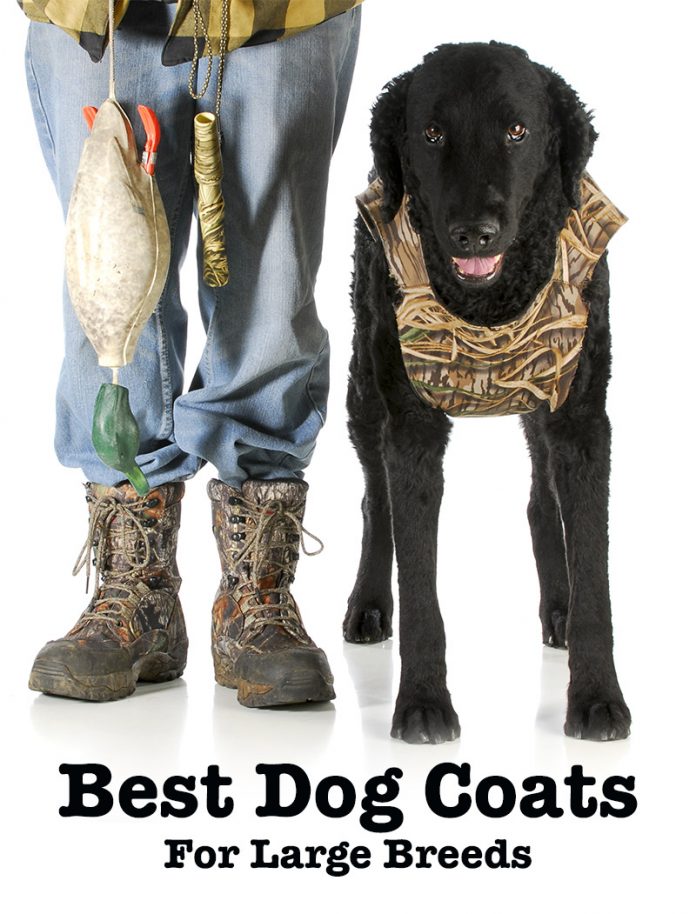 Reviews Of The Best Dog Coats For Labs And Other Large Breeds