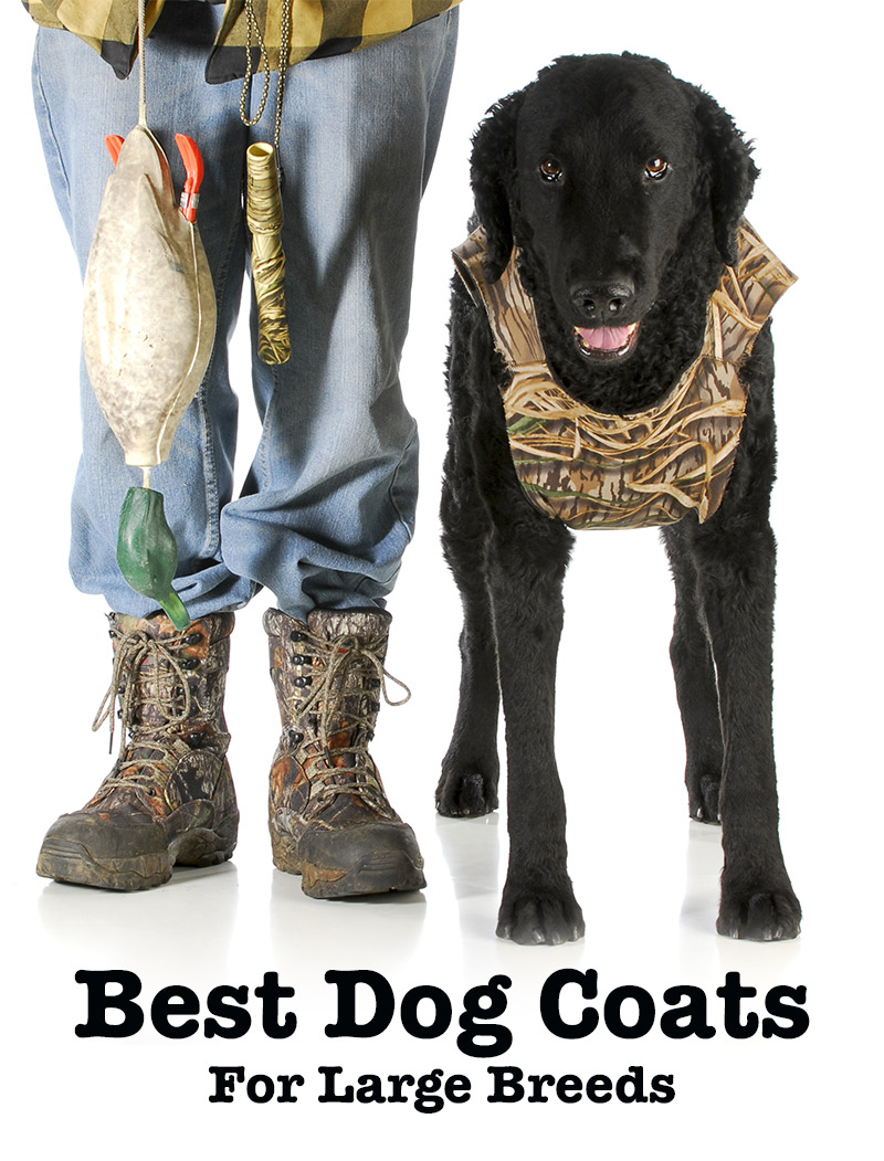 Reviews Of The Best Dog Coats For Labs And Other Large Breeds