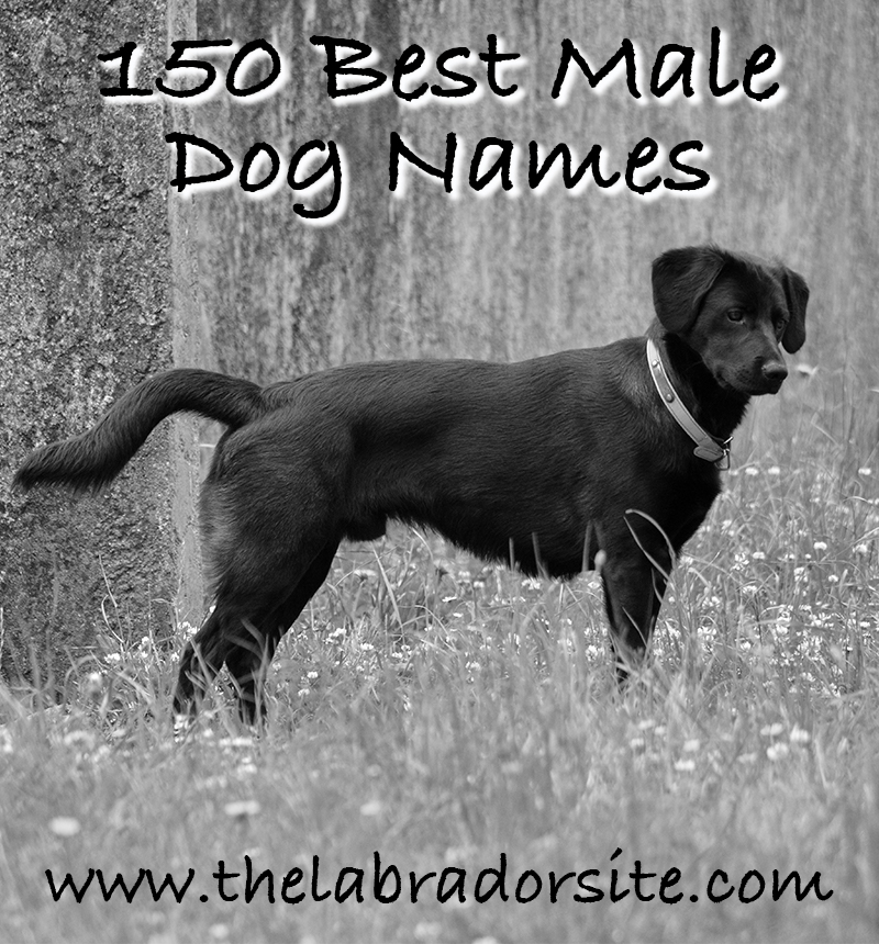 Male Dog Names 150 Brilliant Boy Puppy Name Ideas