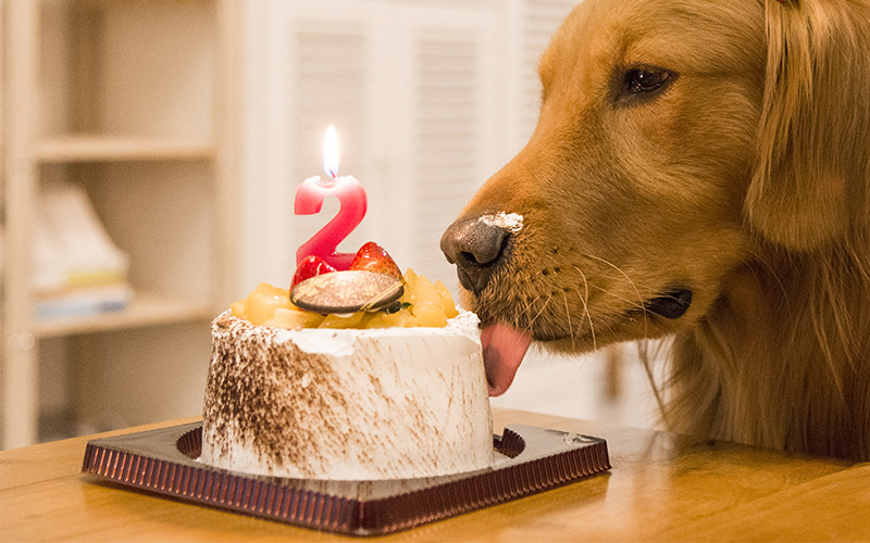 Best Dog Birthday Cakes