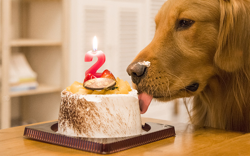 14 Dog Birthday Cake Cupcake Homemade Recipes Playbarkrun