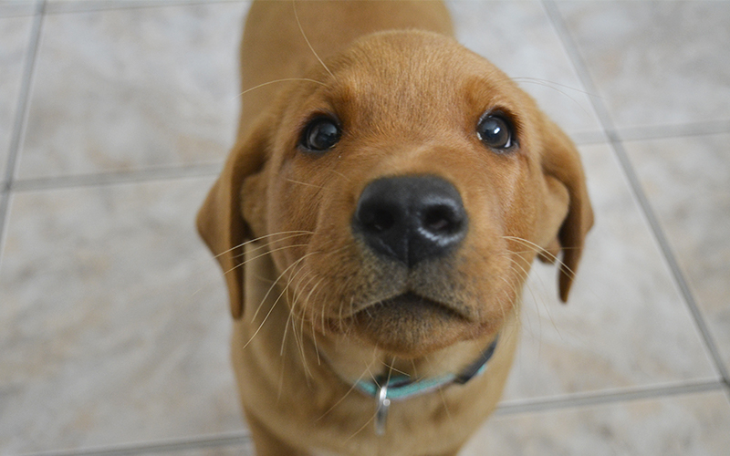 best puppy names boy names 150 brilliant boy puppy name ideas best puppy names boy names 150 brilliant boy puppy name ideas