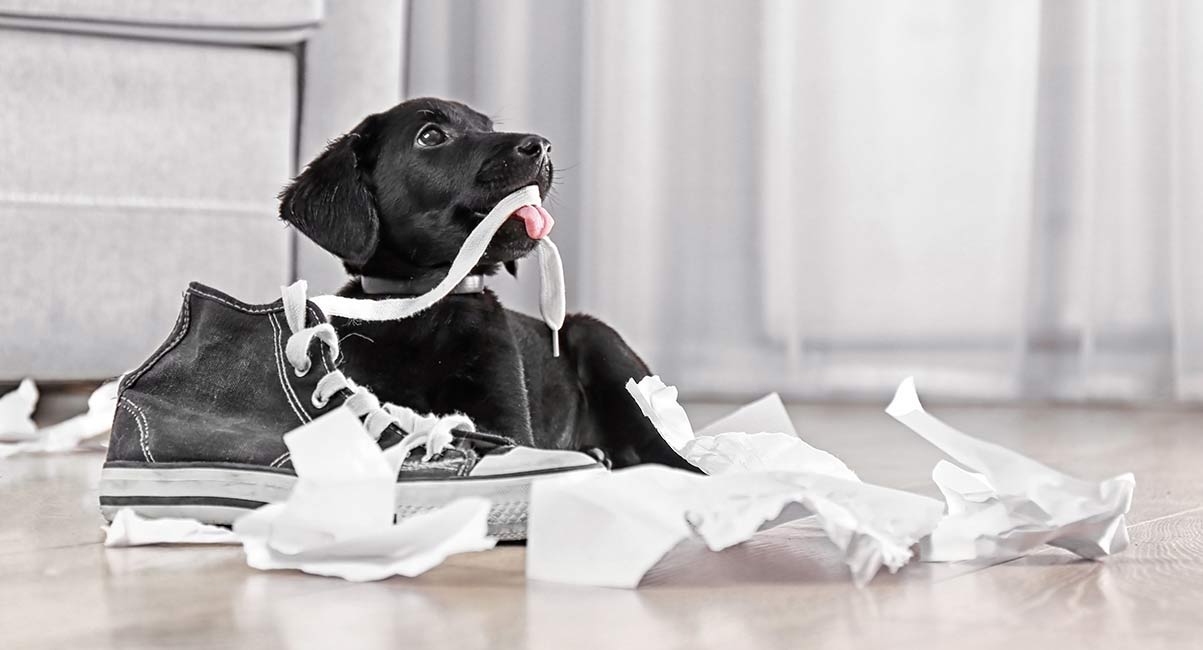 get dog to stop chewing shoes