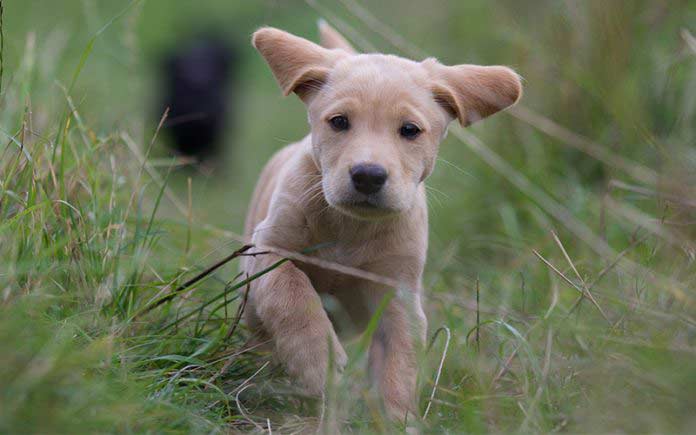 Cute Dog Names - 125 Adorable Names For Boy and Girl Puppies