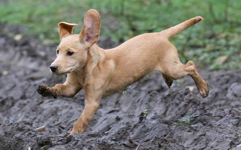 Cute Girl Dog Names