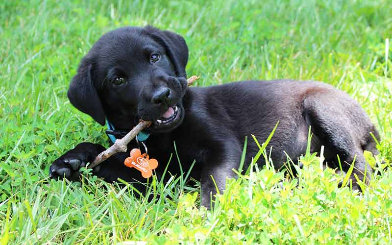 Cute Black Dog Names