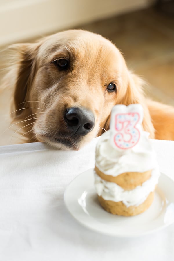 Birthday Cake For Dogs