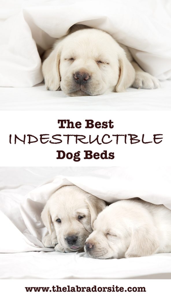 Best Indestructible Dog Beds