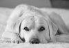 best dog names