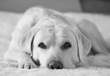 best dog names