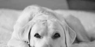 best dog names
