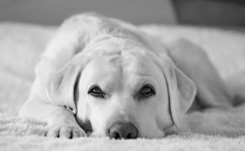 dog beds for destructive dogs