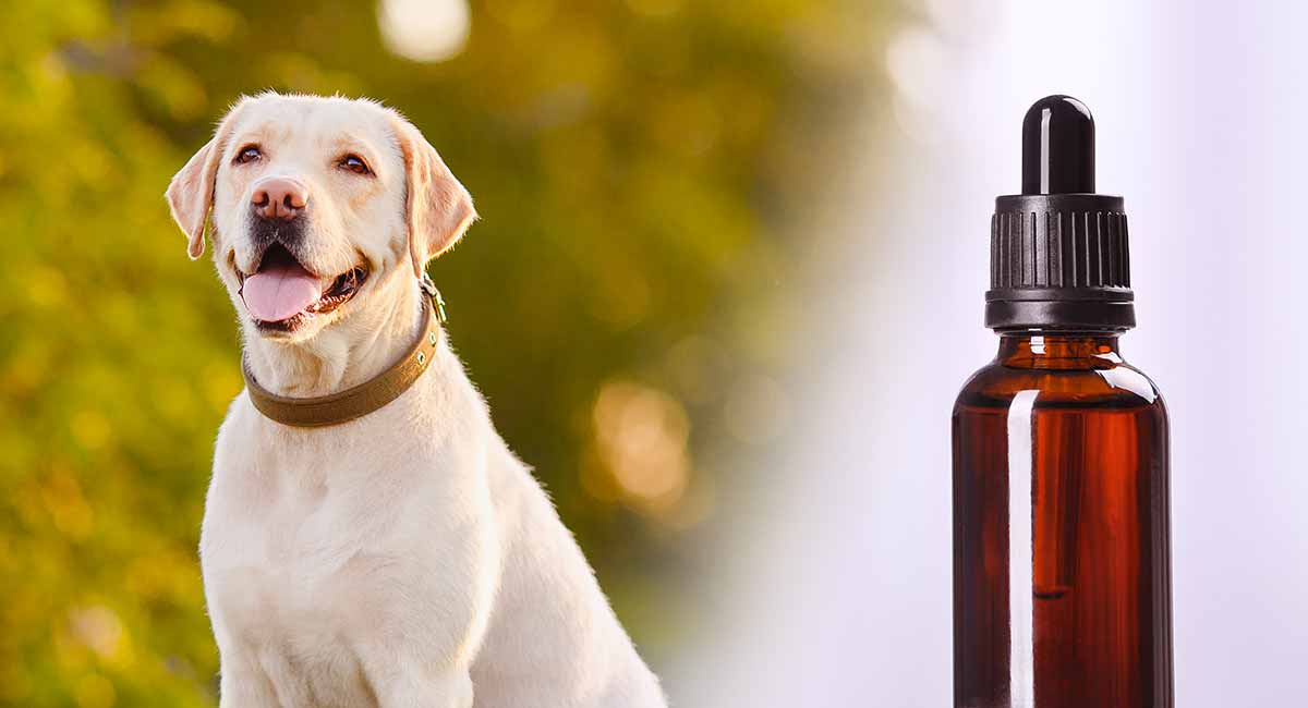 side effects from apoquel in dogs