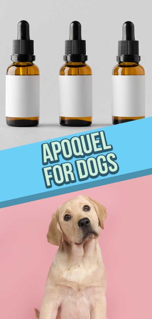 apoquel-for-dogs-apoquel-uses-side-effects-and-dosage-explained