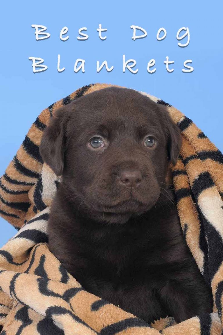 Check Out The Best Dog Blankets Small To Large, Every Style