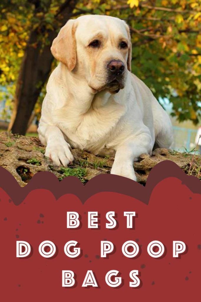 Best Dog Poop Bags Tough, Biodegradable, Easy And Bulk Options