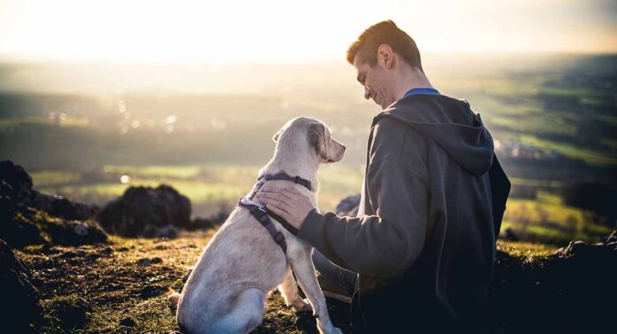 best no pull dog harness