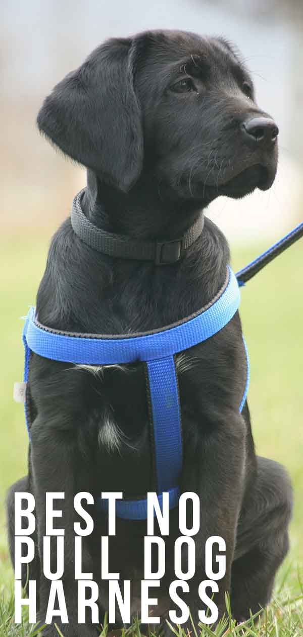best no pull dog harness