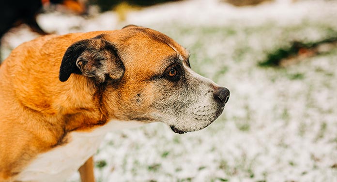 rødme Adskille Trække ud Boxador Dog Information - A Guide To The Boxer Lab Mix Breed