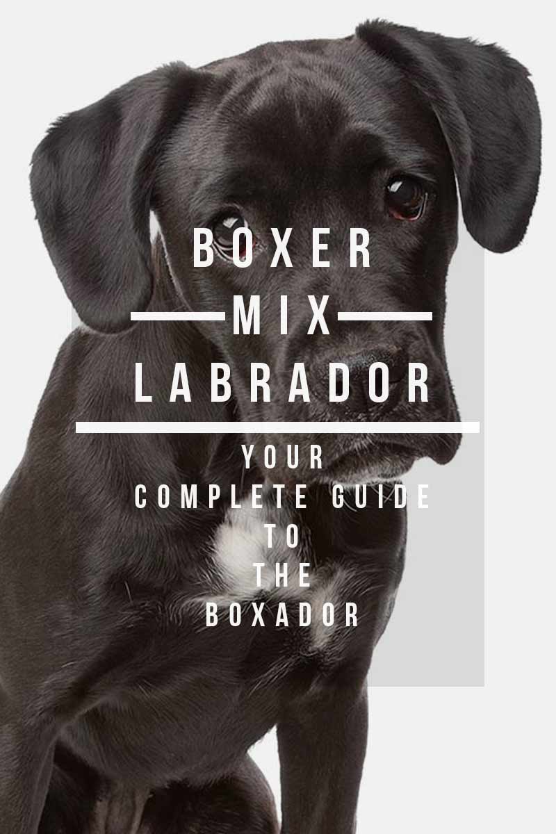 Boxer Labrador Mix - Your Complete Guide To The Boxador.