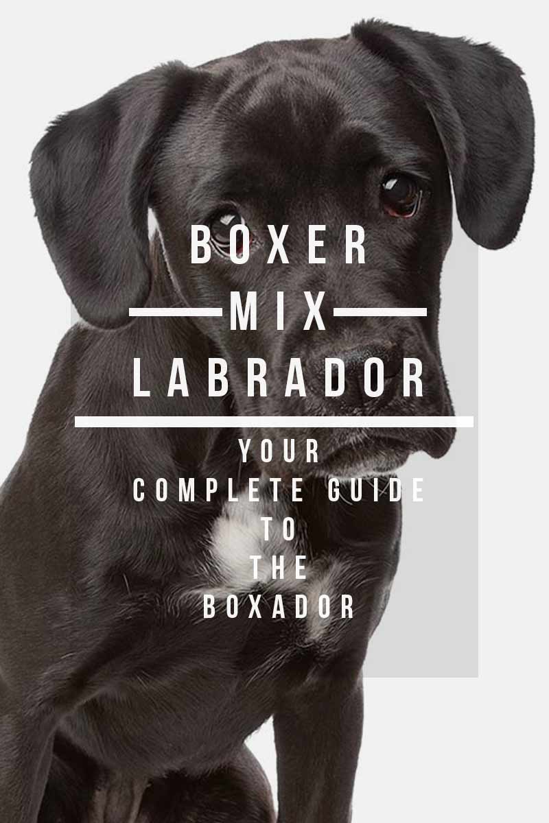 Boxador Growth Chart