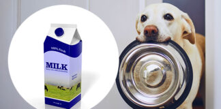 can dogs drink milk