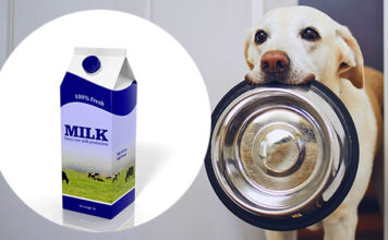 can dogs drink milk