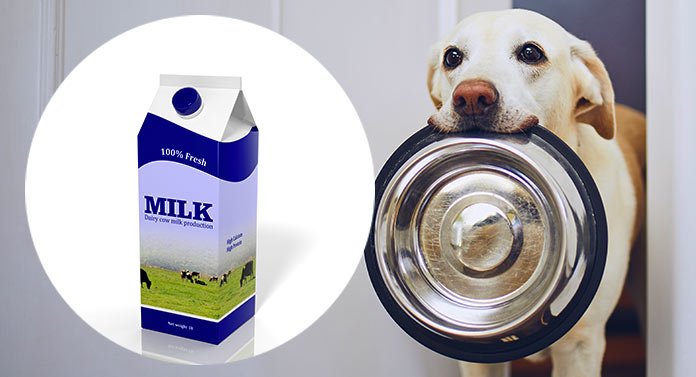 can pitbulls drink milk