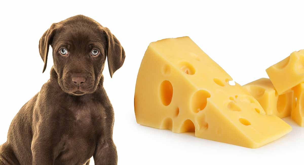 Cheese can dog eat Can Dogs