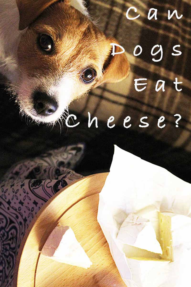 Can Dogs Eat Cheese Is It Bad For Them & Which Types Are