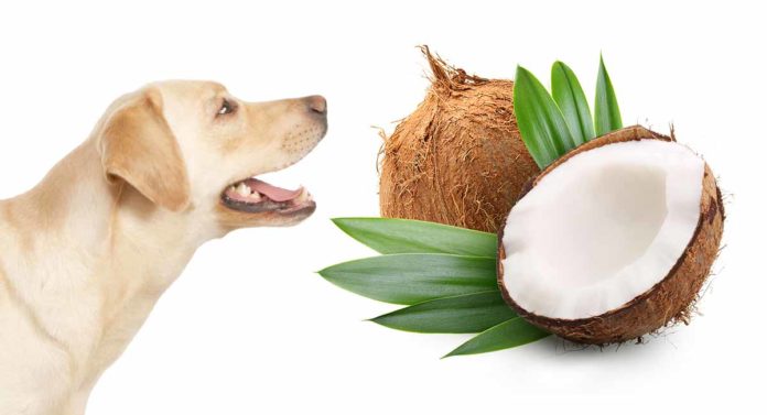 coconut oil for dogs