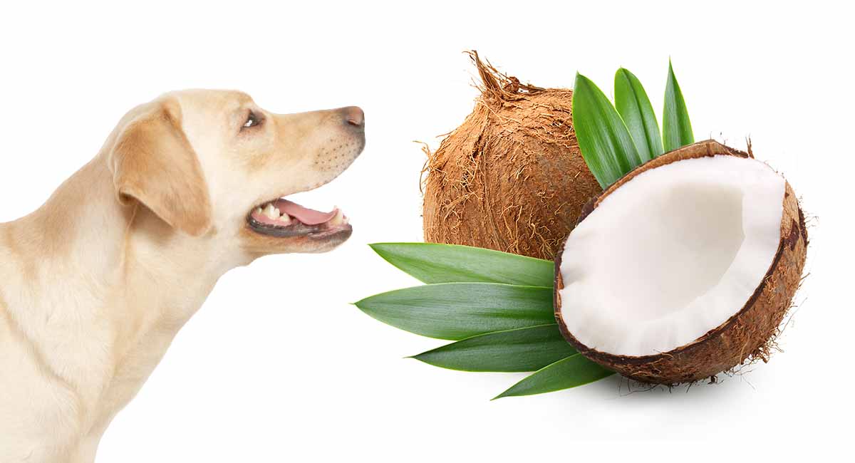 can you put coconut oil on dog hot spots
