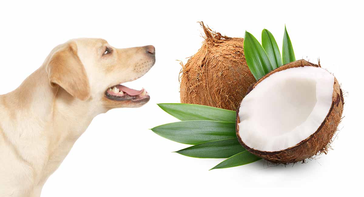 can you use coconut oil on dog paws