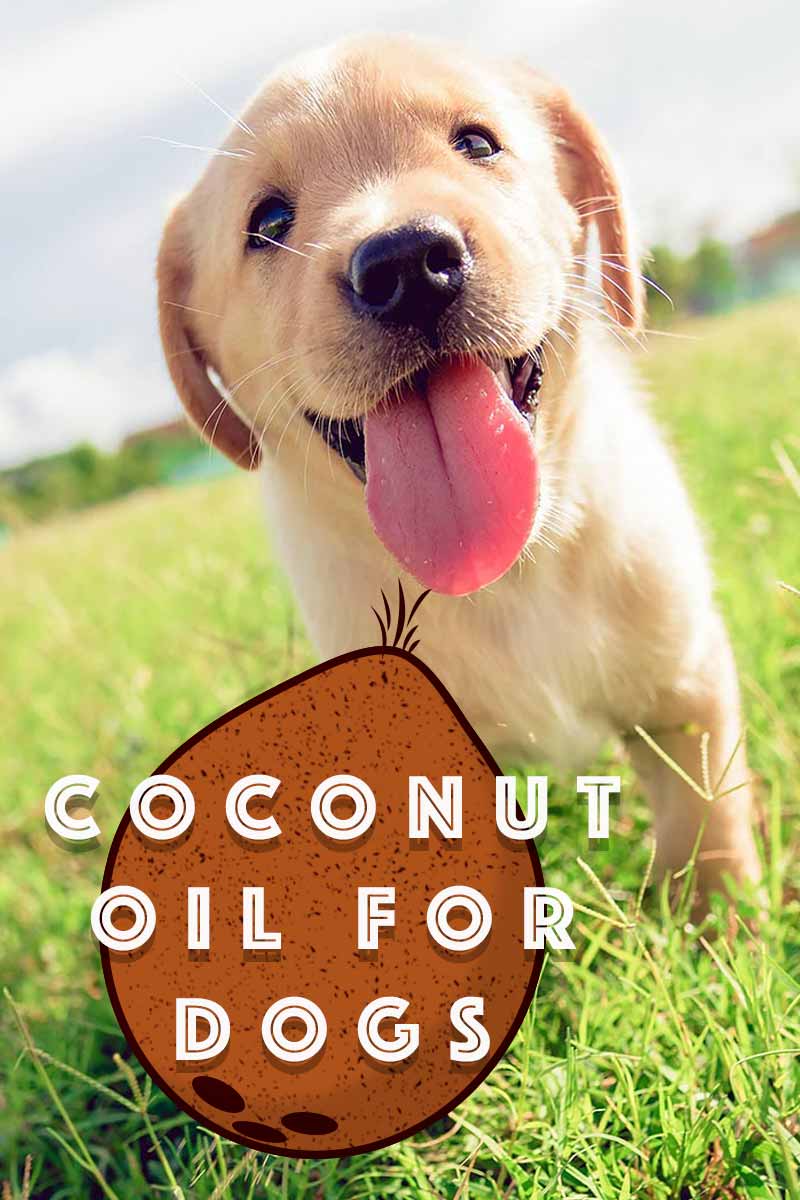 Coconut oil for dogs - Is it right for your dog?
