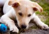 husky lab mix