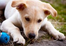 husky lab mix